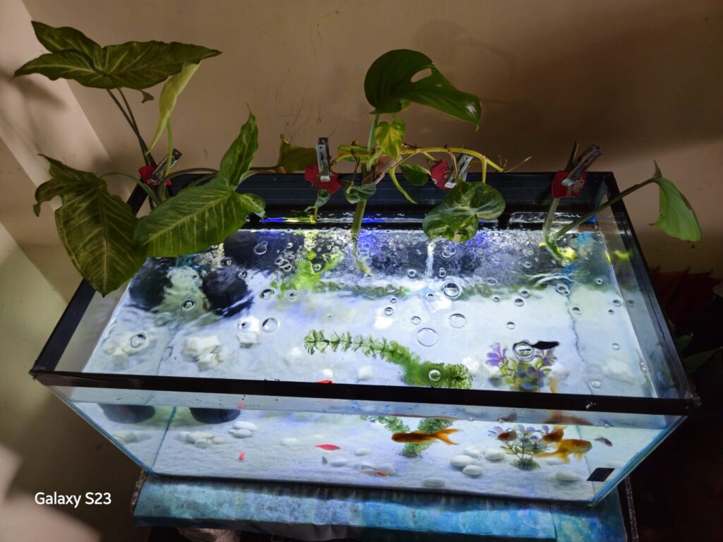 Riparium Aquarium and Keep Alive Fish Hobby